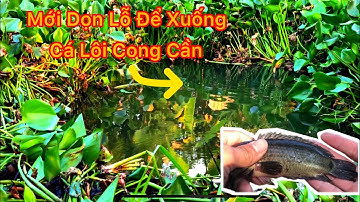 Câu Cá Ổ, Dọn Lỗ Kênh Lục Bình Miền Tây Vừa Để Xuống Cá Lôi Cong Cần