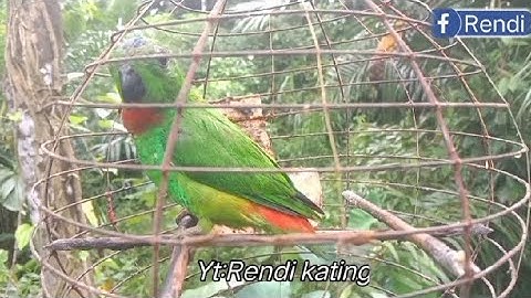 Suara pancingan pikat serindit gacor memanggil dan merayu kawanya