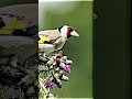 Goldfinch Sounds 🐦 #goldfinch #birds #europeangoldfinch #goldfinch_motivacion #birdsounds #nature