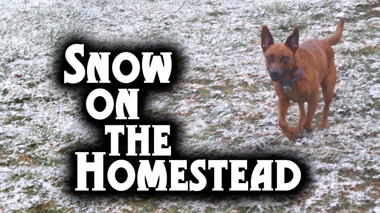 First Snow this Season | Winter on the Homestead - YouTube