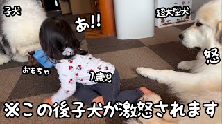 【神対応】子犬が赤ちゃんのおもちゃを奪ったら激怒して取り返す超大型犬が優しすぎました｜グレートピレニーズ&オールドイングリッシュシープドッグ&トイプードル