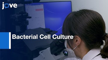 Bacterial Cell Culture at the Single-cell Level Inside Giant Vesicles | Protocol Preview