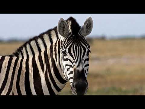 Video: Kakva Je životinja Zebra