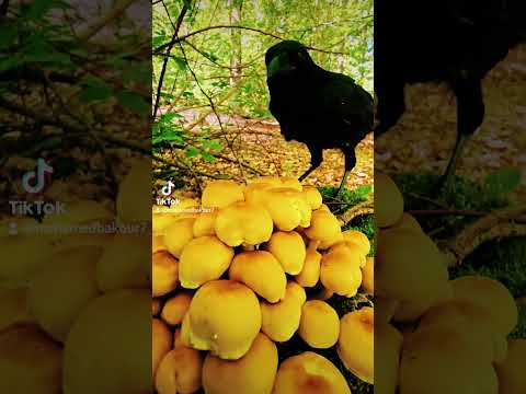 فيروز دخلك ياطير الوروار