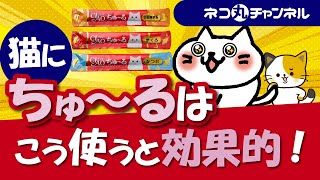 猫がちゅ～るに夢中になる理由と猫に与える時の効果的なコツを解説