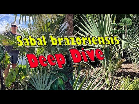 Sabal brazoriensis Deep