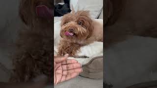 Poodle is balding because of this disease. Video on channel to help raise awareness. #puppy #dog