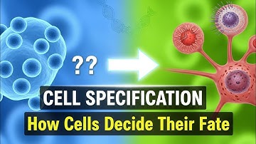 Cell Specification in Developmental Biology | Stages, Mechanisms & Importance Explained
