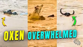 Oxen Getting Swept Away by Floods
