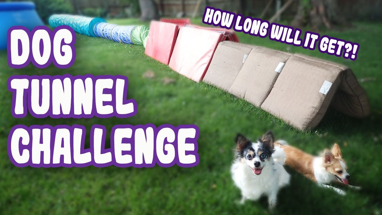 New Dog Challenge! How Long of a Tunnel Will My Dogs Run Through?! Cute