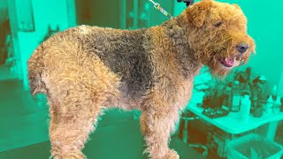 First Airedale Grooming EVER | Graffiti Grooming