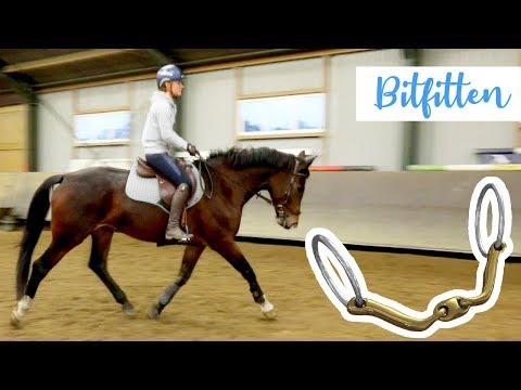 Video: Zou je paard een goed therapiepaard maken?