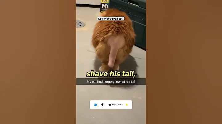 Cat's shaved tail looks really weird #cat #tail #surgery