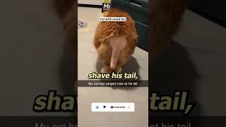 Cat's shaved tail looks really weird #cat #tail #surgery