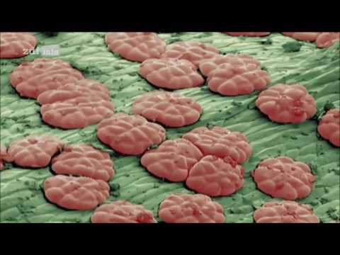 Video: Biologie Der Rübenentwicklung Und Ihre Beziehung Zu Den Umweltbedingungen