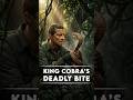 How Dangerous a King Cobra Really Is (With Numbers) #KingCobra #VenomousSnakes #DeadlyAnimals