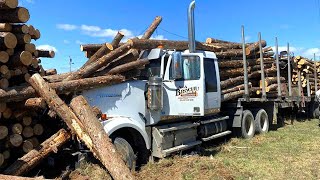 Extreme Dangerous Idiots Logging Wood Truck Operator | Heavy Equipment Biggest Dump Truck At Fails.