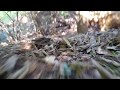 Backyard chase