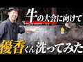 【共進会の裏側】牛のシャンプーはなぜ必要?但馬牛『優香くん』を手で洗う理由」