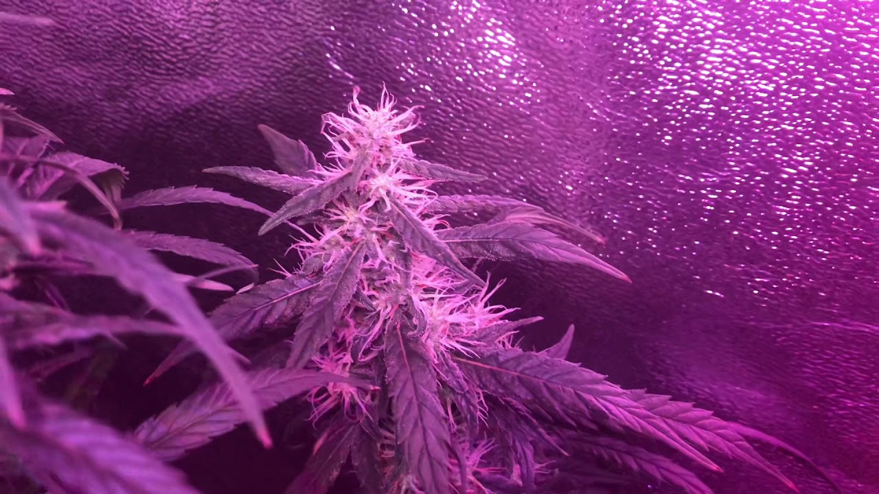 Week 8 of flower. Indoor CBD flower grow