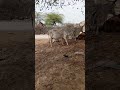 Some cow short clips 