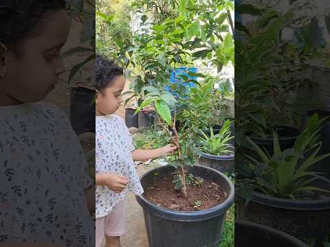 My Jaboticaba Scarlet