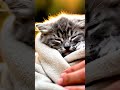 A Kind man Giving Warmth to a Cold Kitten | Heartwarming Animal Rescue