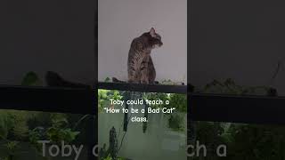 Toby is an expert Bad Cat. #cat #tabbycat #badcat