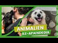 🐶✂ ILE-APAINDEGI zerbitzua gure laguntxoentzat