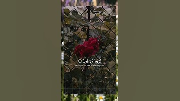 سورة الإخلاص بصوت جميل ومريح جدا #اكسبلور #القرآن_الكريم #راحة_نفسية