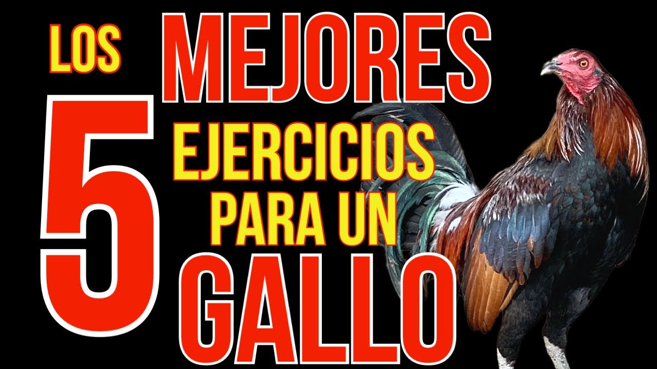 LOS 5 MEJORES EJRCICIOS PARA TU GALLO