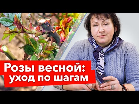 РОЗЫ ПРОСЫПАЮТСЯ что необходимо срочно сделать? Реанимация и обрезка роз весной