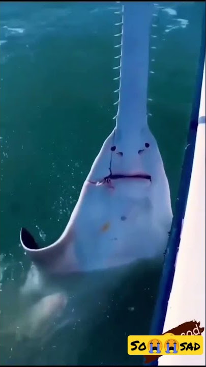 subhanallah ikan pari gergaji