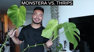 Houseplant Update | Saving My Monstera From Thrips