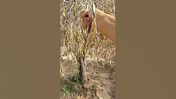 اشجار الزيتون تستسلم امام موجة الجفاف 