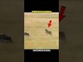 “CHEETAH vs GAZELA”?! Caçada de Incrível Velocidade e Agilidade! #animals #cheetah #gazela #shorts