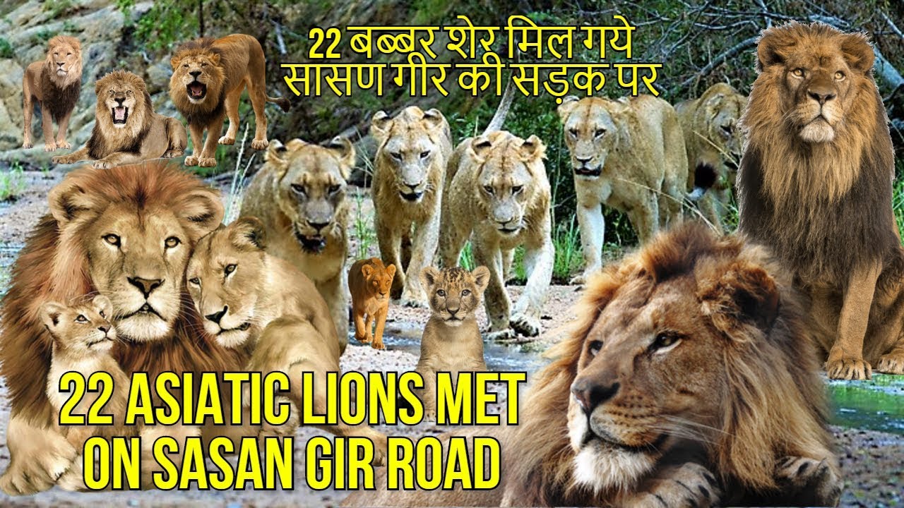 22 बब्बर शेर मिल गये सासण गीर की सड़क पर | 22 Asiatic Lions met on Sasan Gir road 22 बब्बर शेर मिल गये सासण गीर की सड़क पर | 22 Asiatic Lions met on Sasan Gir road