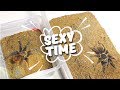 Парим паучков | Spider dancing