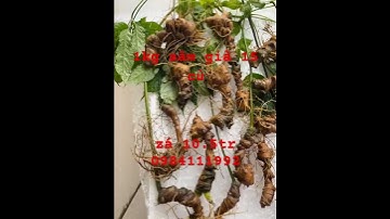 #sâm_lai_châu_rừng già xuống núi #sâm_ngọc_linh #sâm_lai_châu_rừng #sâm_ngọc_linh