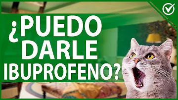 ¿El ibuprofeno es adecuado para los gatos?