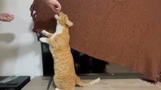 CUPID Gets A Treat  Munchkin Maine Coon Orange Male Cat