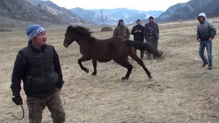 Эмдик уредиш - объездка необученной лошади.