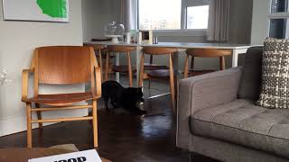 Munchie playing with his food by Schipperke Munchie 745 views 4 years ago 25 seconds