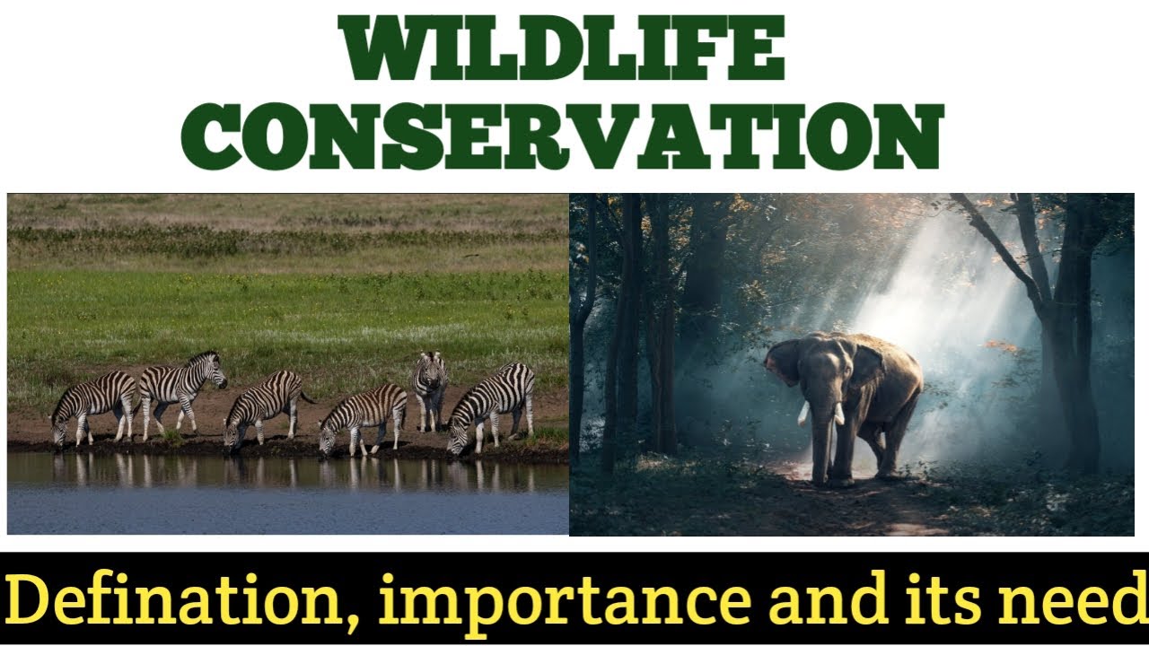 Wildlife Conservation : Definition, importance and Need - YouTube