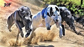 Greyhound  Fastest dog  Track race