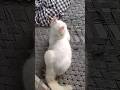 Cute Cats and cute kitten | Meow Meow 😺🥰😻#cute #shortvideo #cats