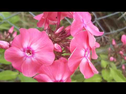 Video: Phlox Im Gartendesign