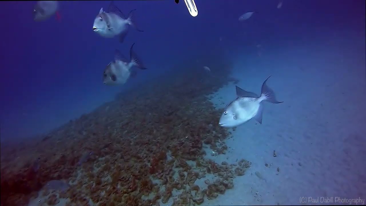 2-26-22 Spearfishing out of Jupiter Inlet. Mutton Snapper, Sheepshead, Porgy.