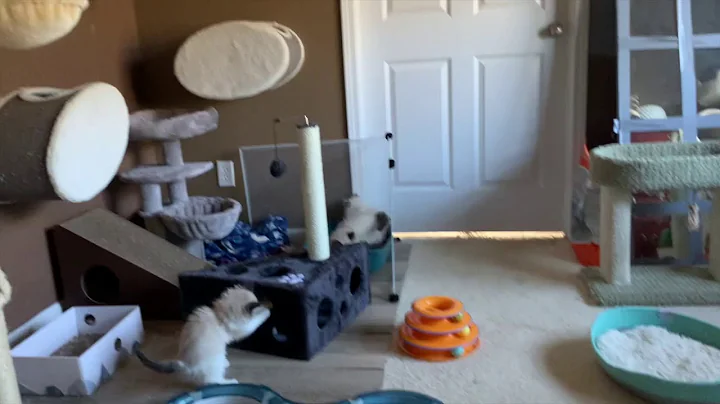 Watch the video about FurryTail Ragdolls of eastern Oklahoma - a Ragdoll breeder cattery tour