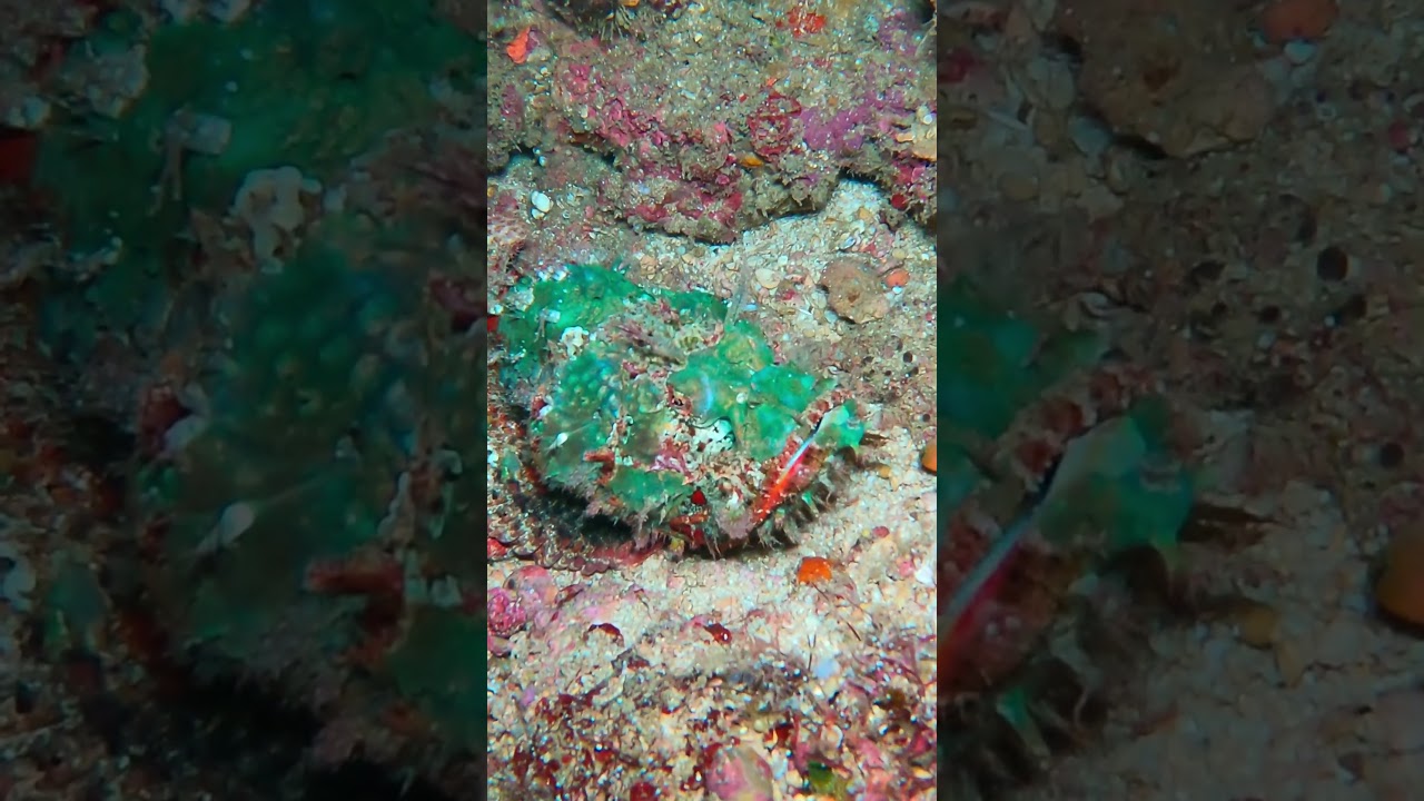 Hidden Rock Fish! The Master of Underwater Camouflage